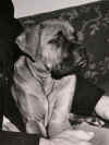 GehrigWPDog.JPG (97565 bytes)